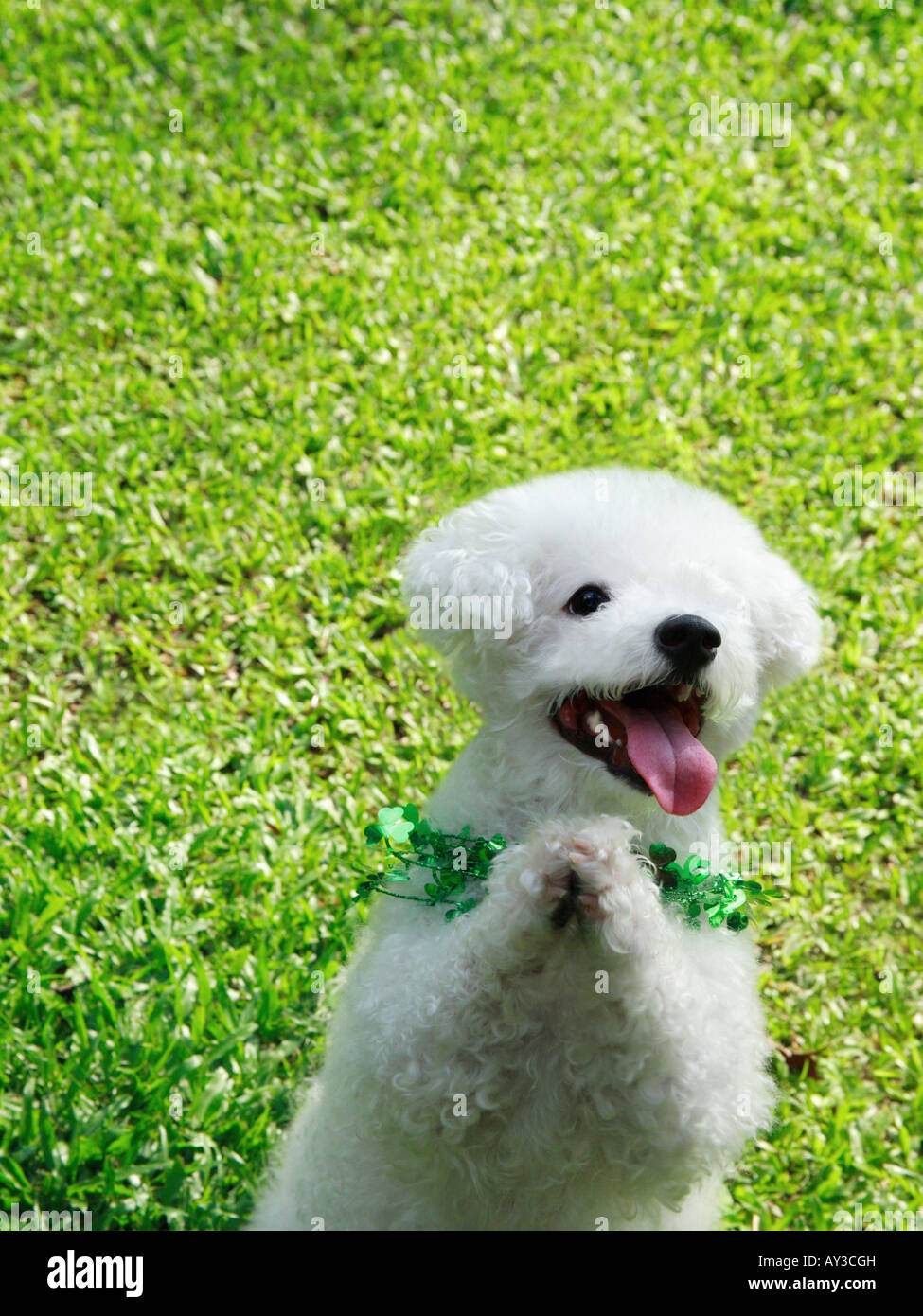 High angle view of a Bichon Frise sitting up and begging Stock Photo