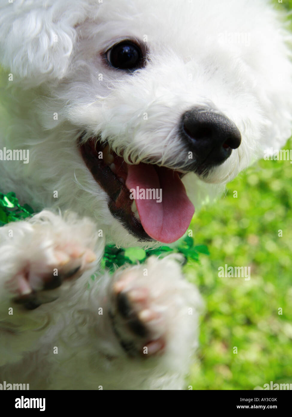 Close-up of a Bichon Frise sitting up and begging Stock Photo