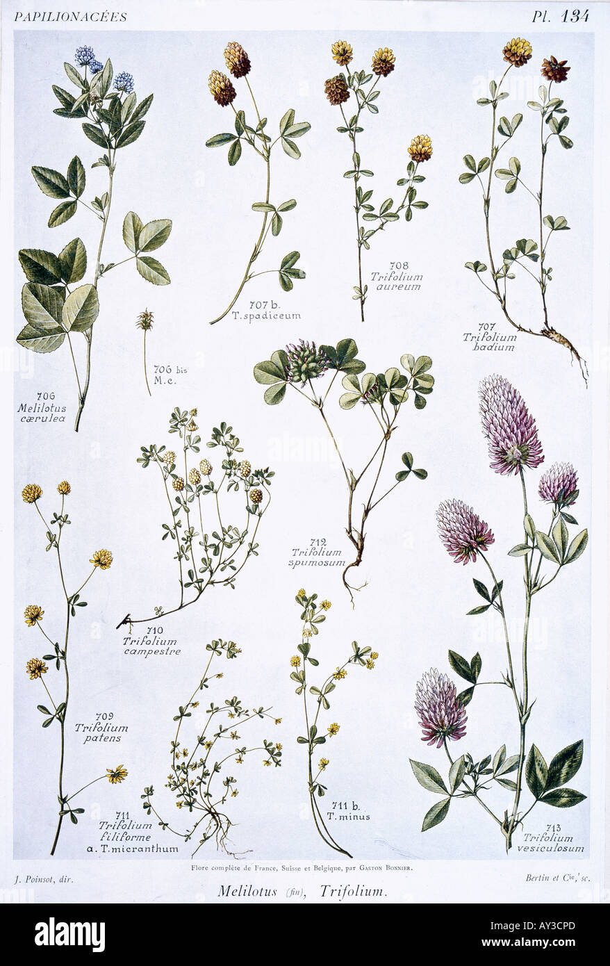 Trifolium sp Meliotus sp clover Stock Photo