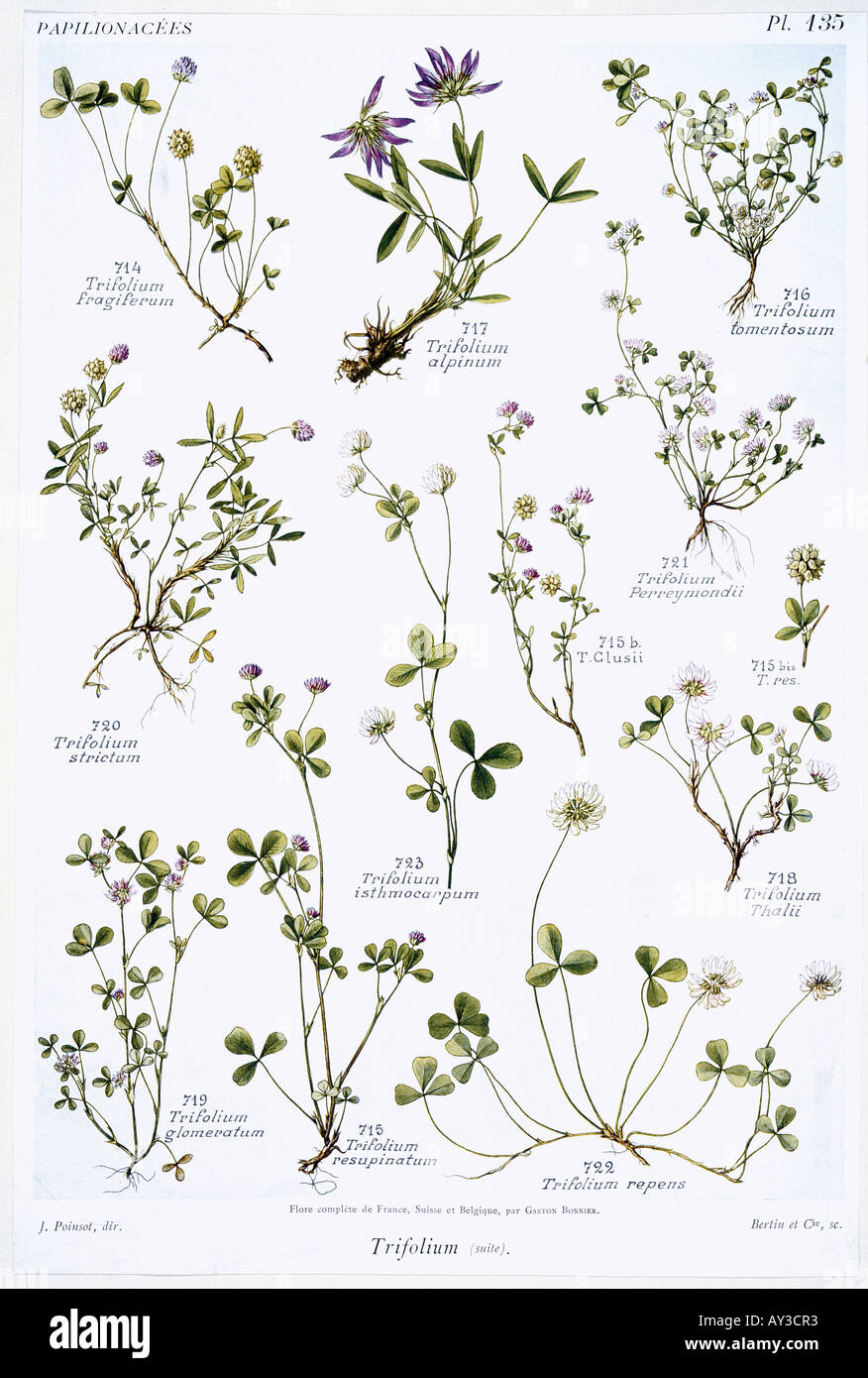 Trifolium sp clover Stock Photo