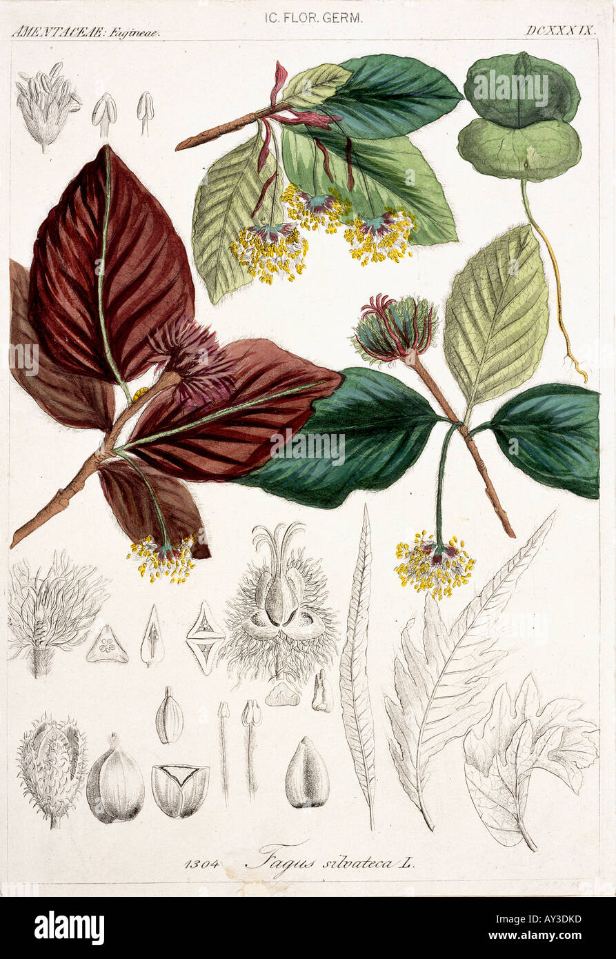 Fagus sylvatica European beech Stock Photo - Alamy