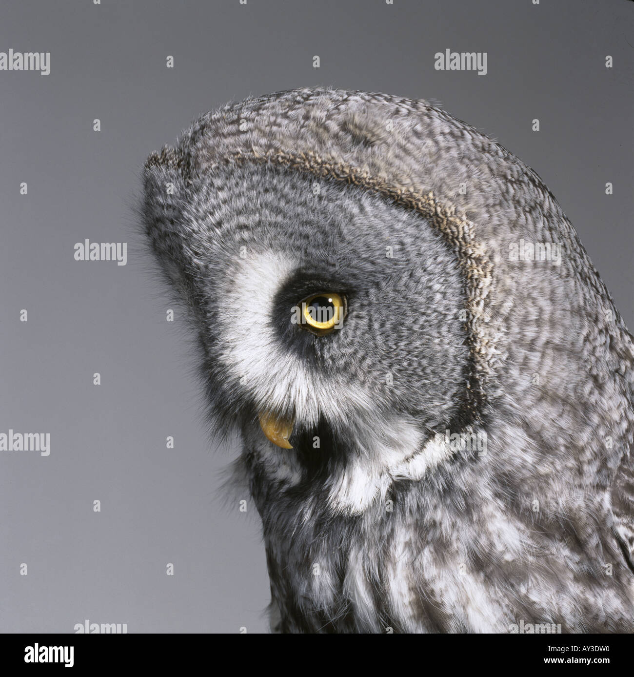 Strix nebulosa great grey owl Stock Photo
