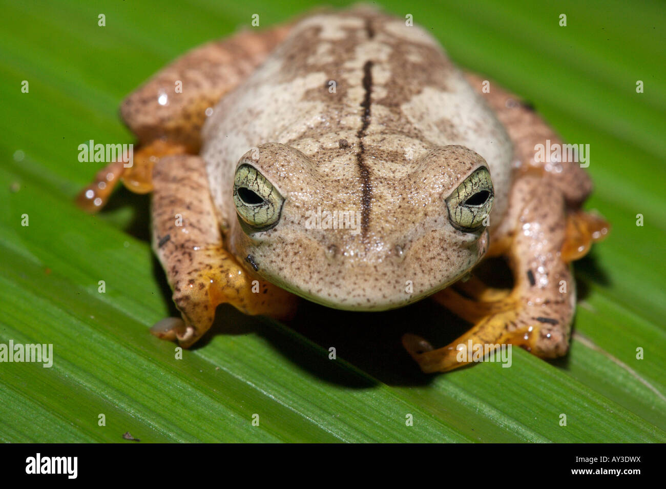 Nest Building Gladiator Frog Ferriero mud nest building tree frog on a
