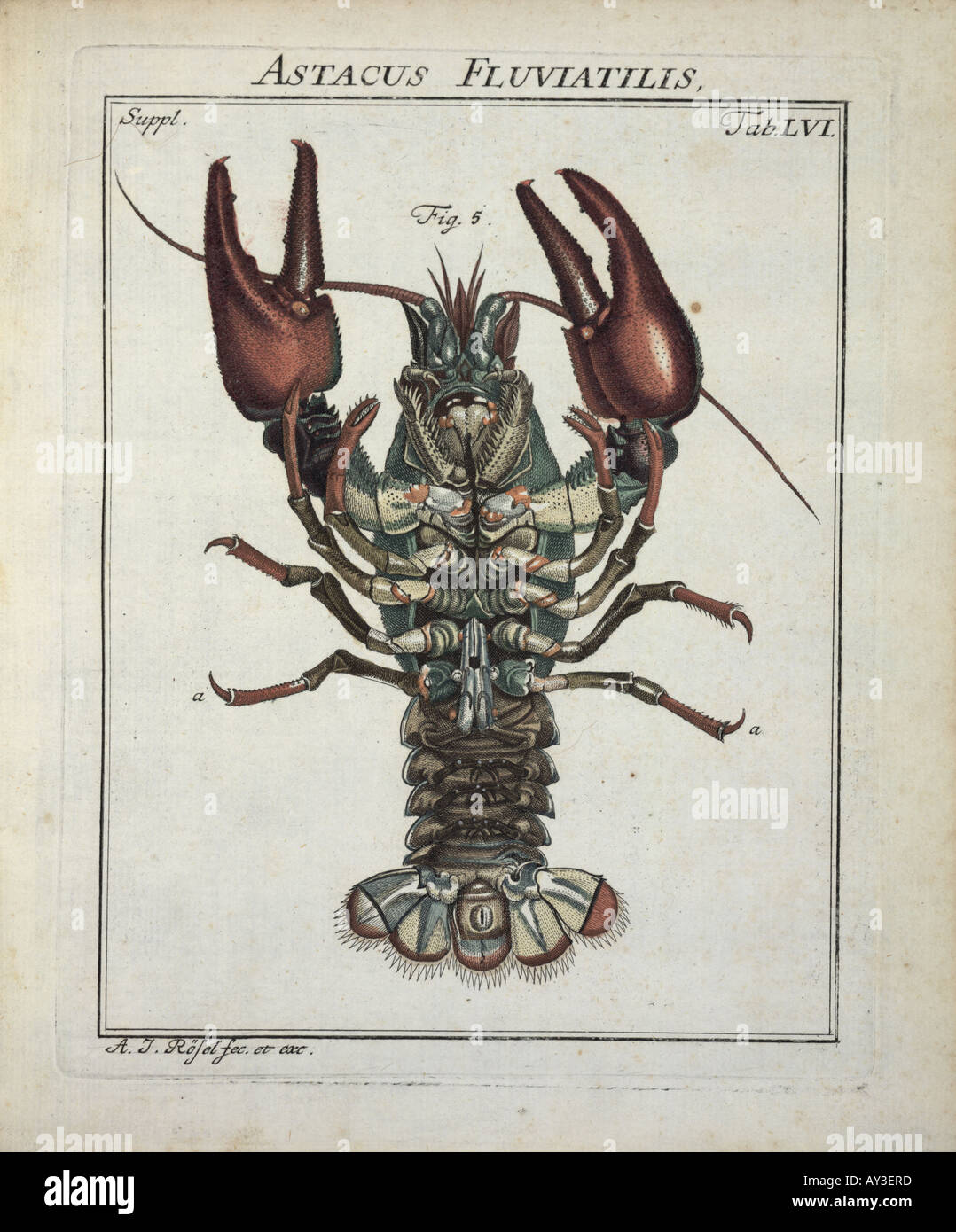 Astacus astacus Linnaeus crayfish Stock Photo
