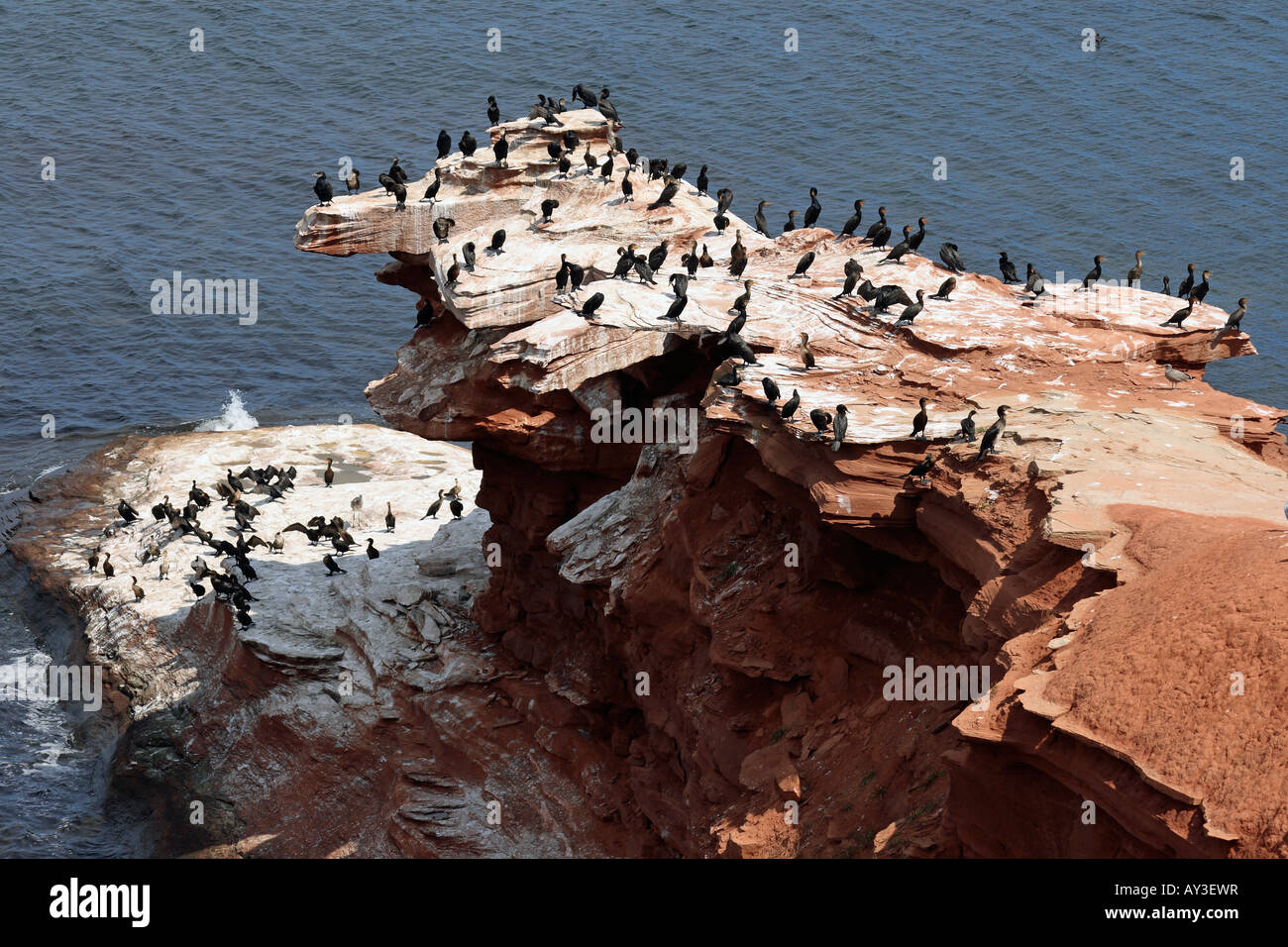 cormorant colony orby head PEI canada prince edward island Stock Photo