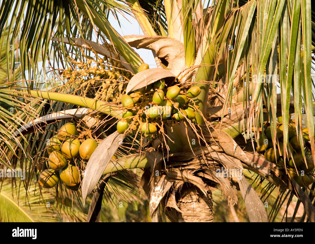 Coconut tree fruit hires stock photography and images Alamy