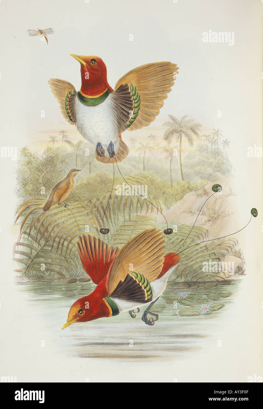 Cicinnurus regius king bird of paradise Stock Photo