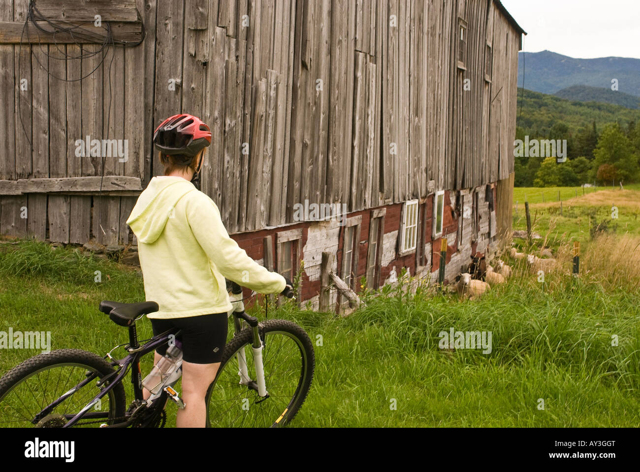 Woman on mountain bike stopped next to a weathered barn to look at sheep in Warren Vermont Stock Photo