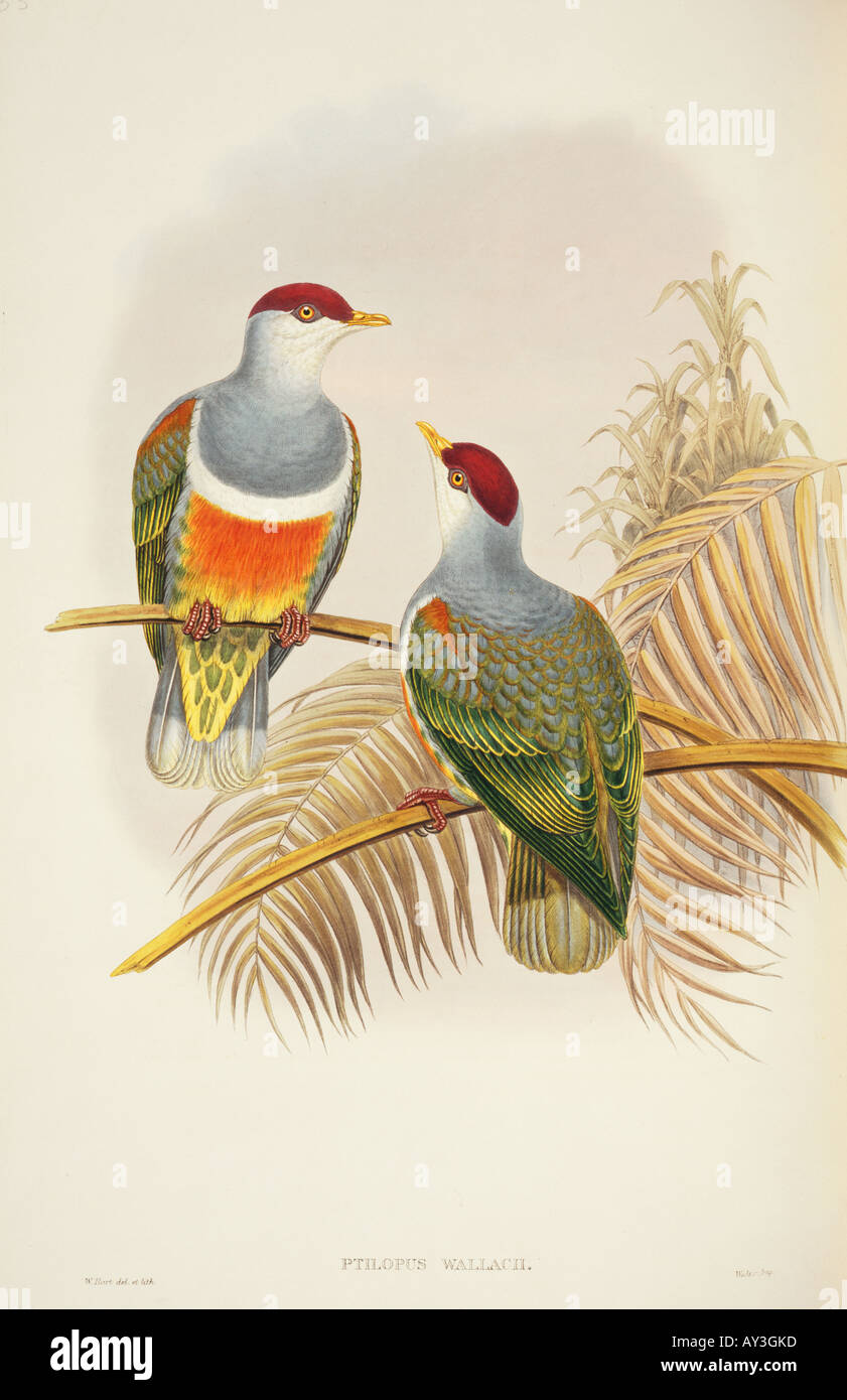 Ptilinopus hires stock photography and images Alamy