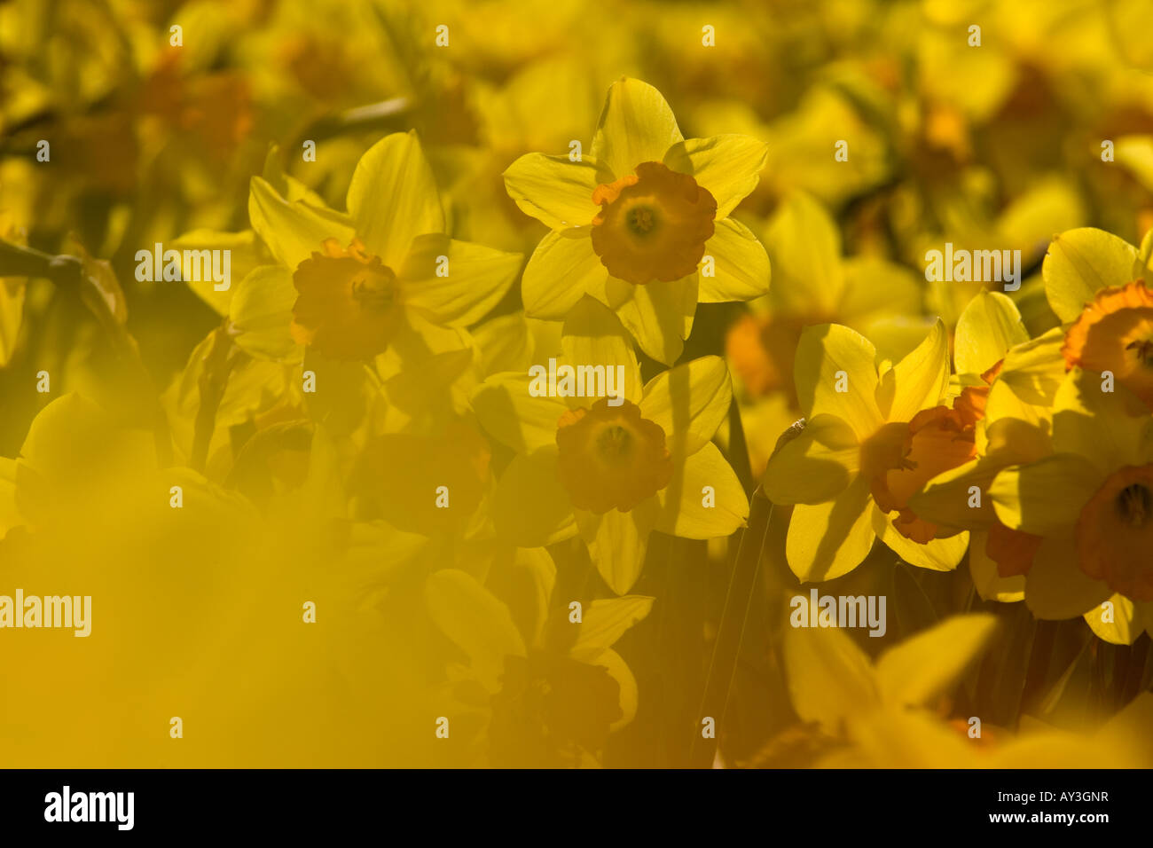 Commercial Daffodils Growing Happisburgh Norfolk March UK Stock Photo Alamy