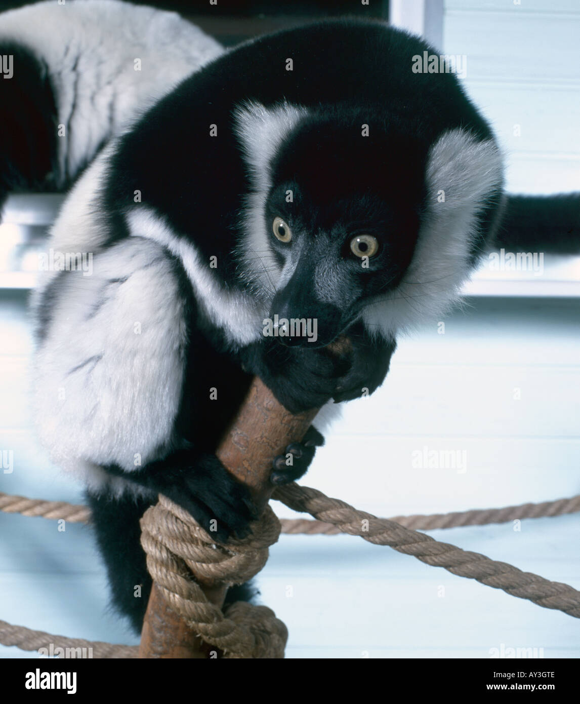 Varecia variegata variegata black and white ruffed lemur Stock Photo