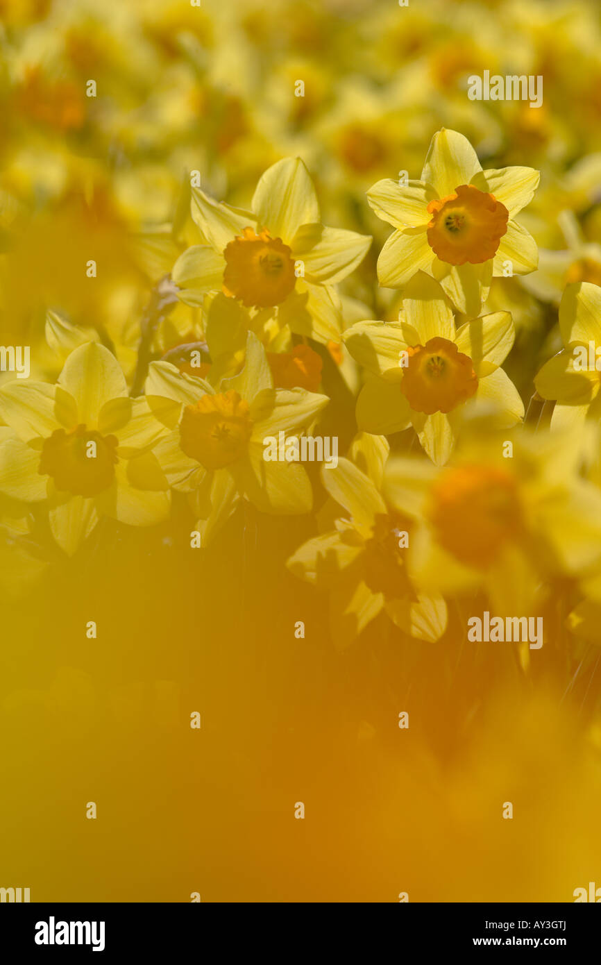 Commercial Daffodils Growing Happisburgh Norfolk March UK Stock Photo Alamy