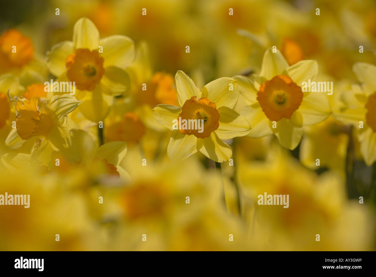 Commercial Daffodils Growing Happisburgh Norfolk March UK Stock Photo Alamy