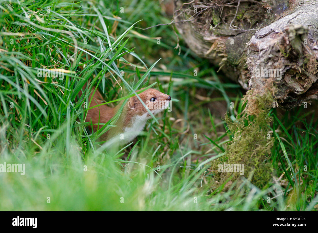 Weasel Mustela nivalis Stock Photo