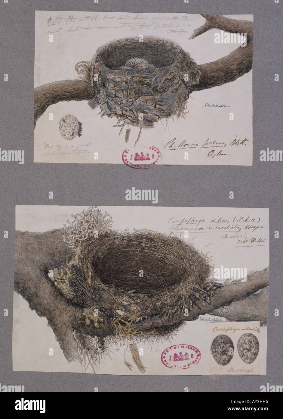 Coracina melashistos dark collared cuckoo shrike nests Stock Photo