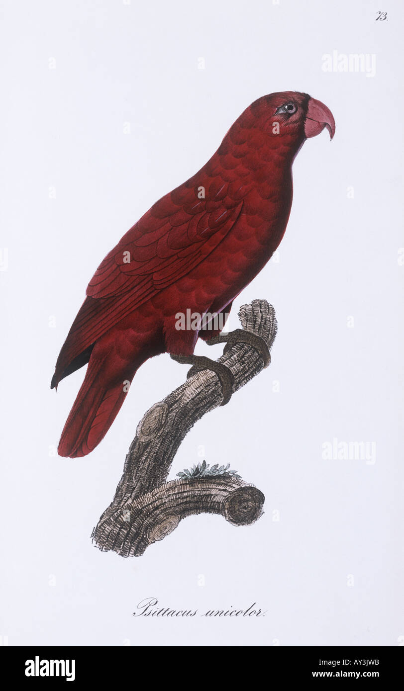 Eos rubra red lory Stock Photo