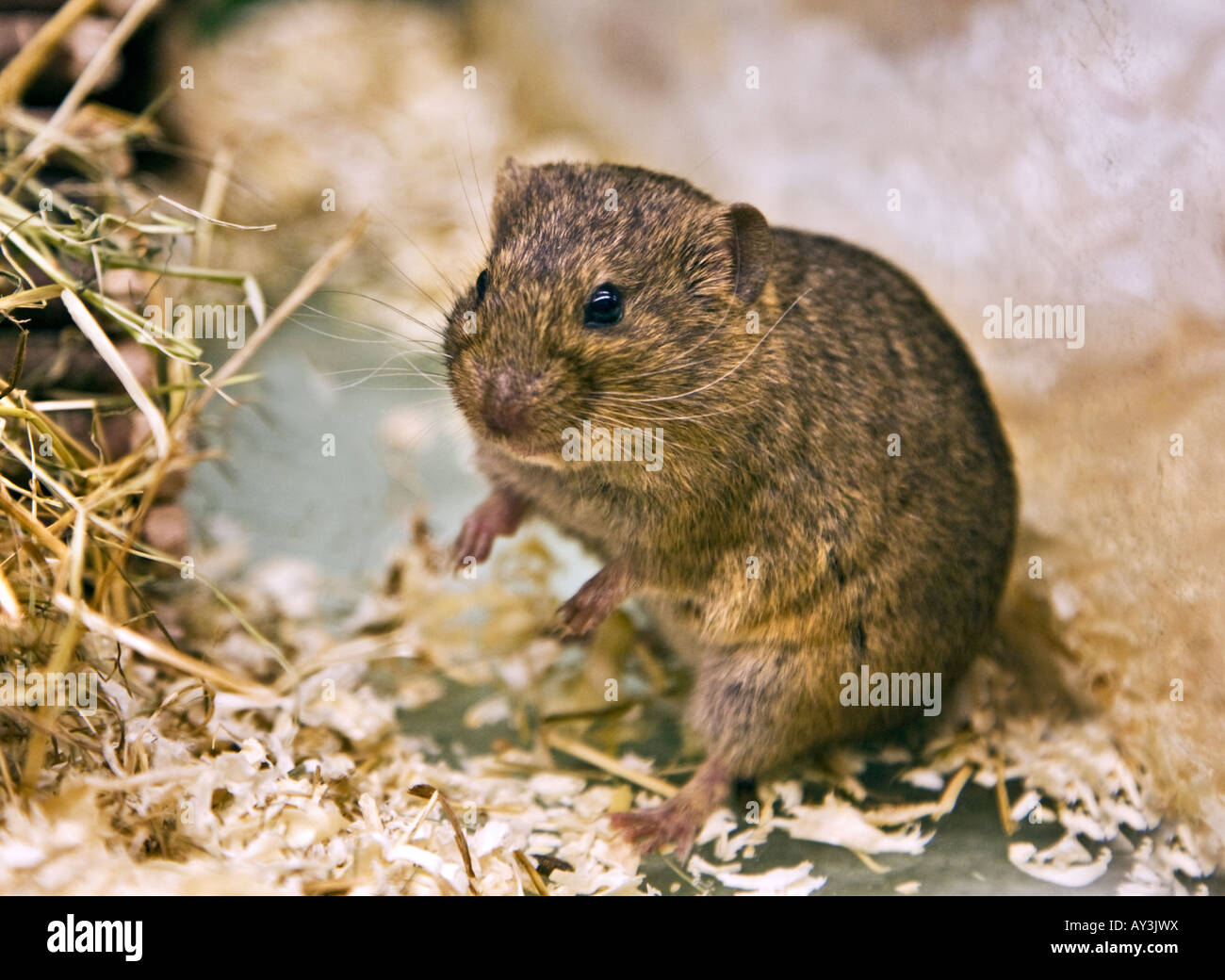 Real lemmings hi-res stock photography and images - Alamy