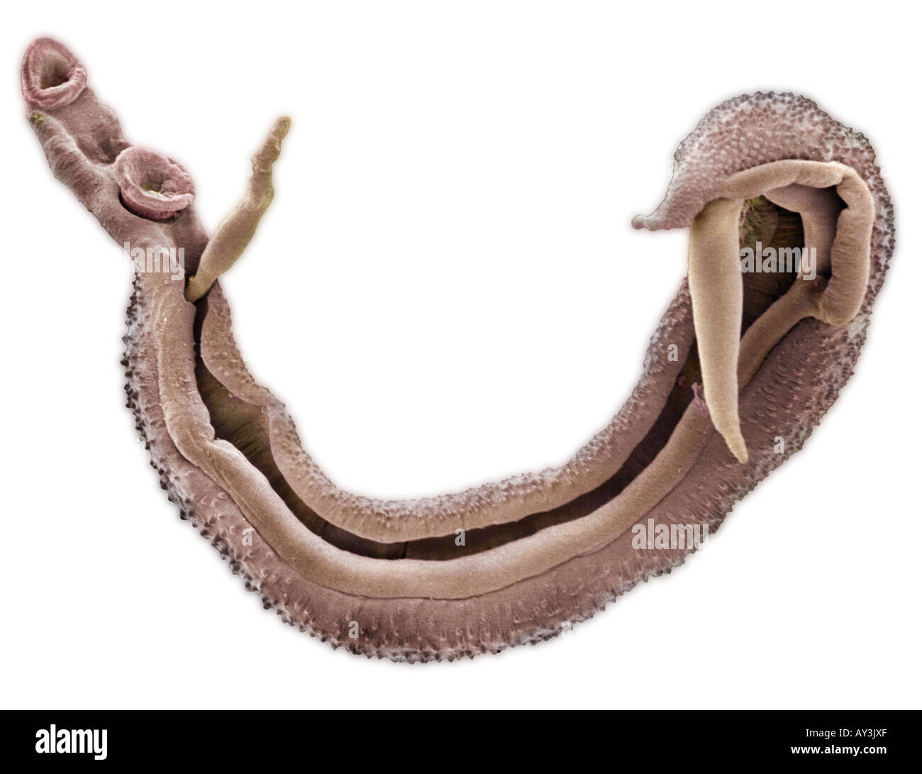 Schistosoma nasale bloodfluke Stock Photo