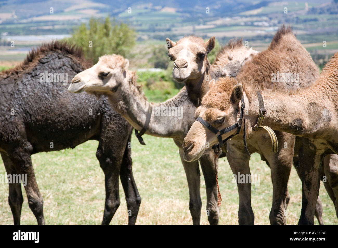 Camels on land in Paarl - South Africa Stock Photo