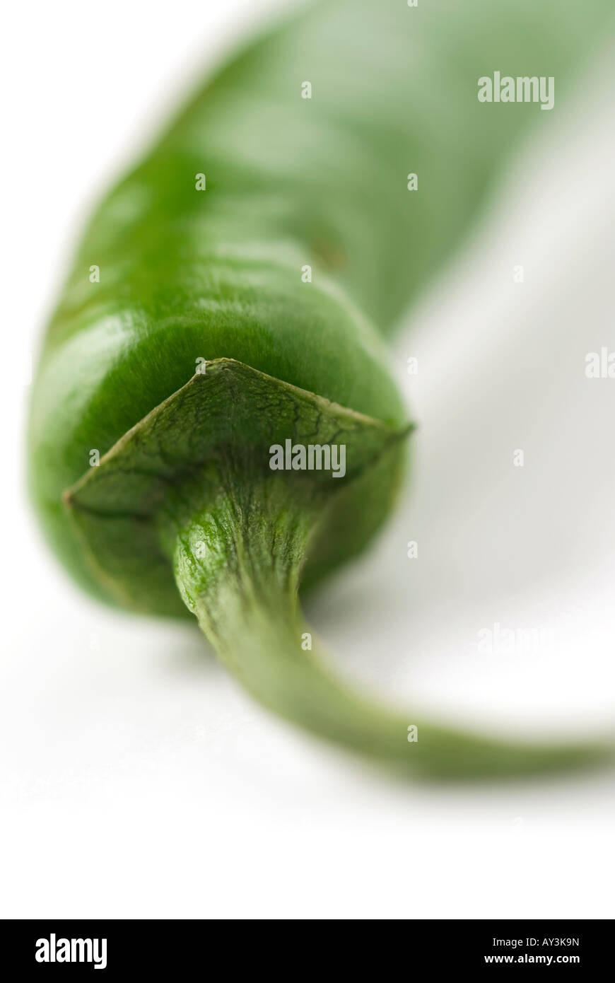 green chilli pepper Stock Photo Alamy