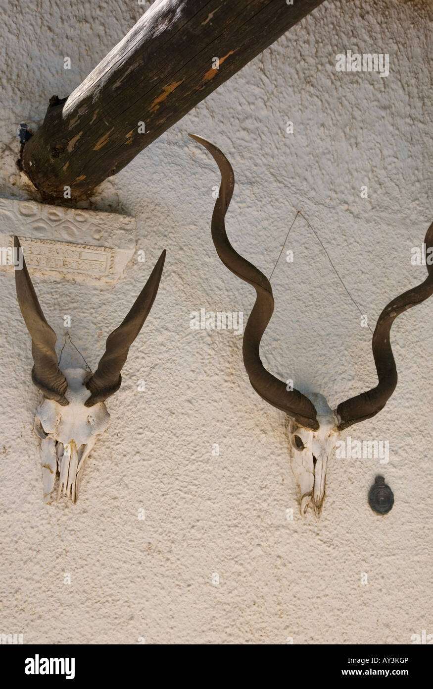 Bok Head Skulls on wall of farmhouse in Paarl - South Africa Stock Photo