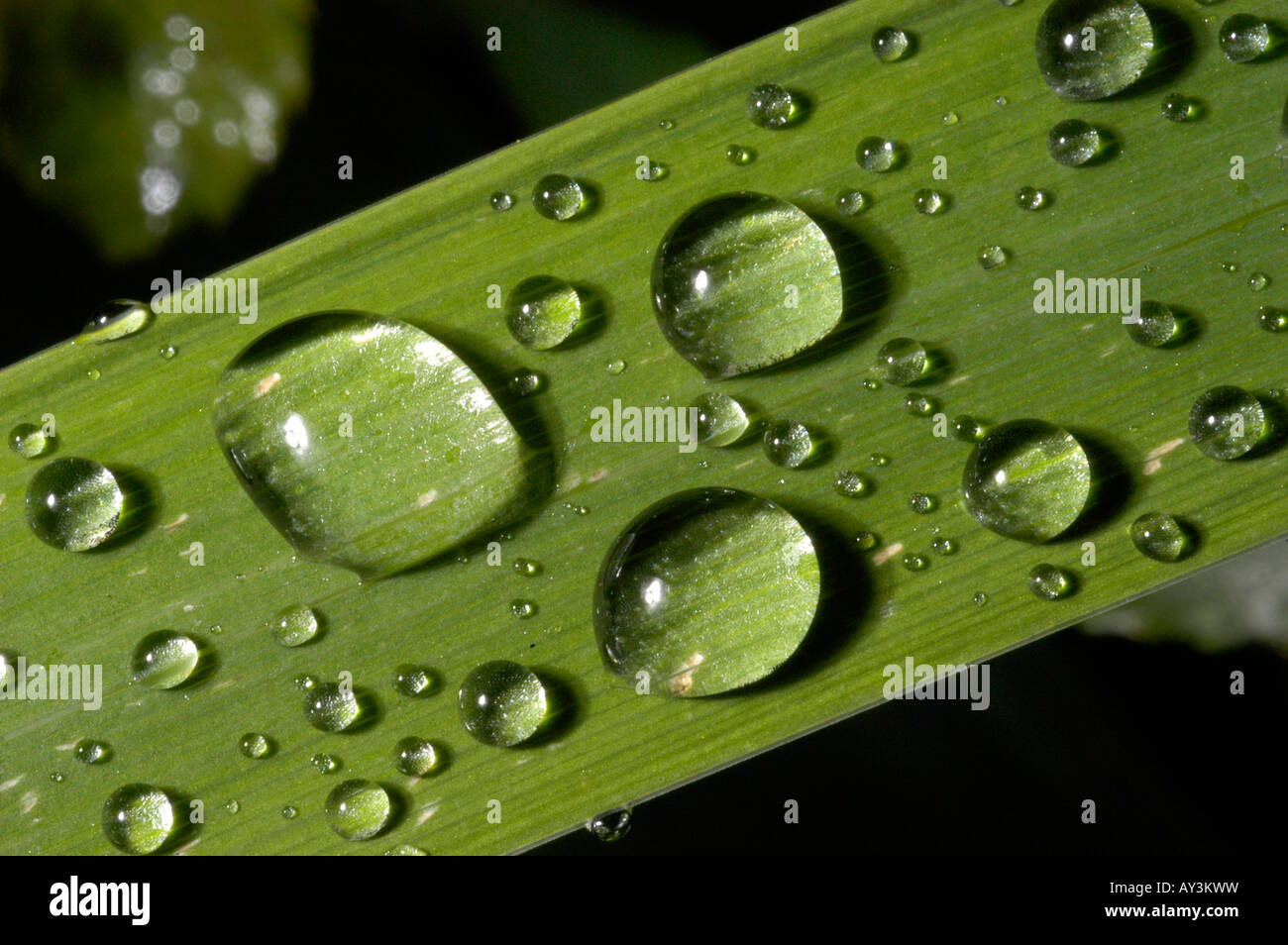Droplets water on green leaf hi-res stock photography and images - Alamy