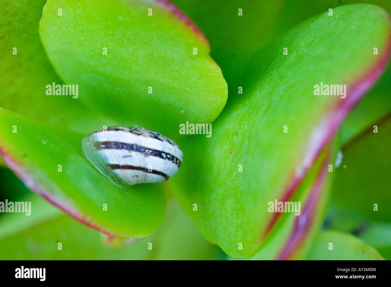 Snail on a Plant Stock Photo