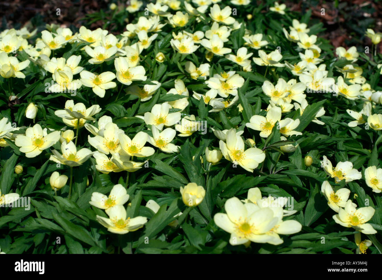 ANEMONE RANUNCULOIDES AGM Stock Photo
