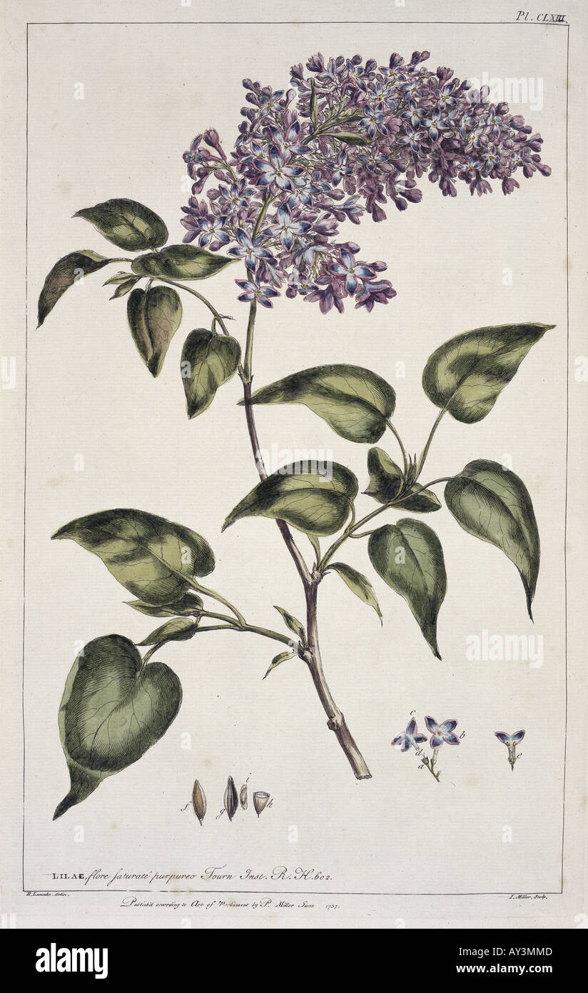 Ботанический рисунок сирень обыкновенная Syringa vulgaris