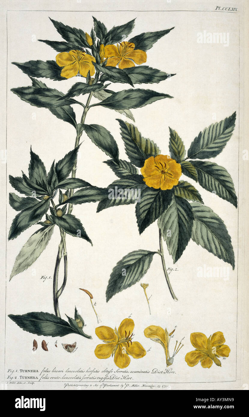 Turnera ulmifolia var angustifolia yellow alder Stock Photo