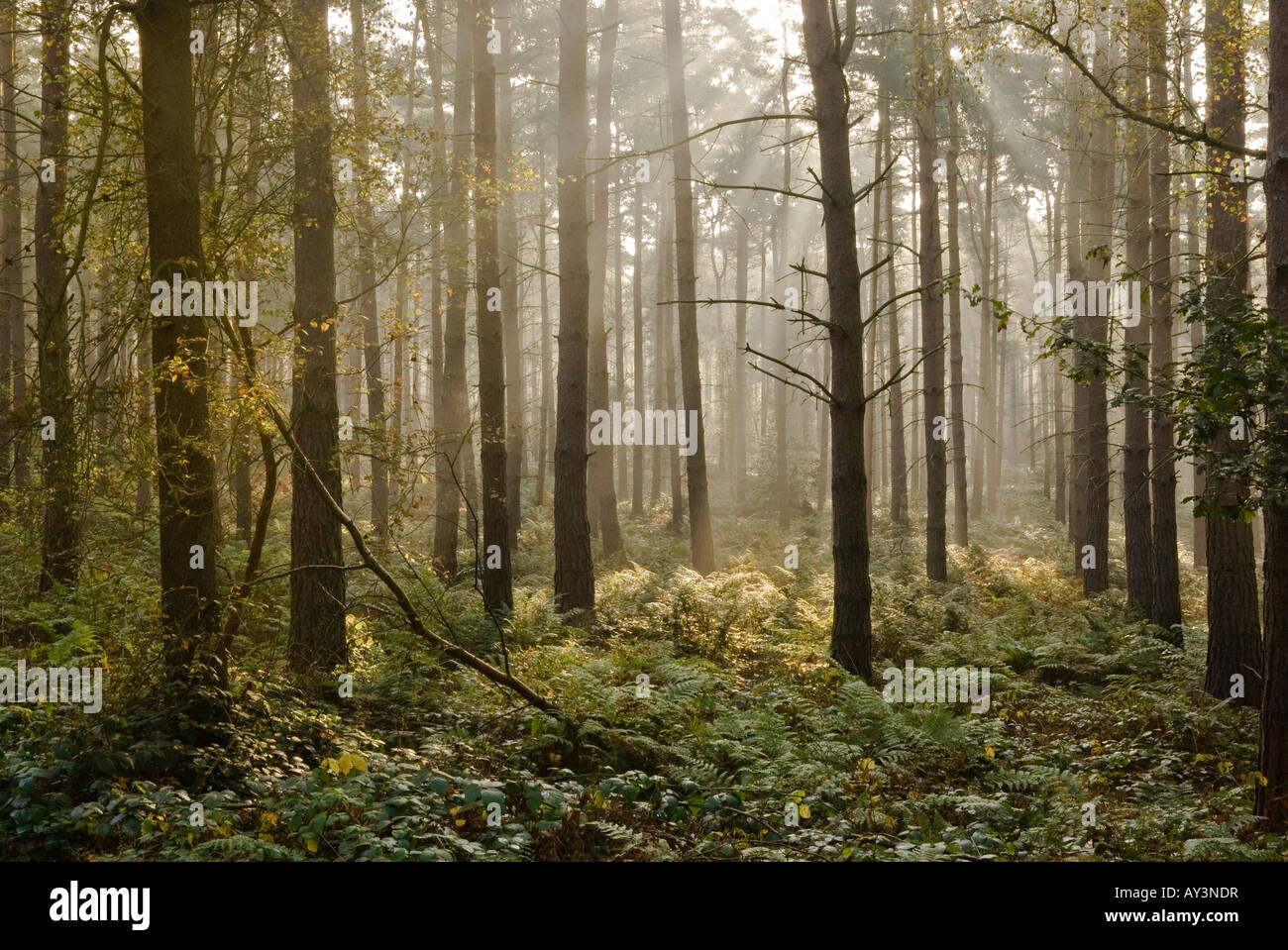misty sunlight filtering through trees in a wood Stock Photo - Alamy