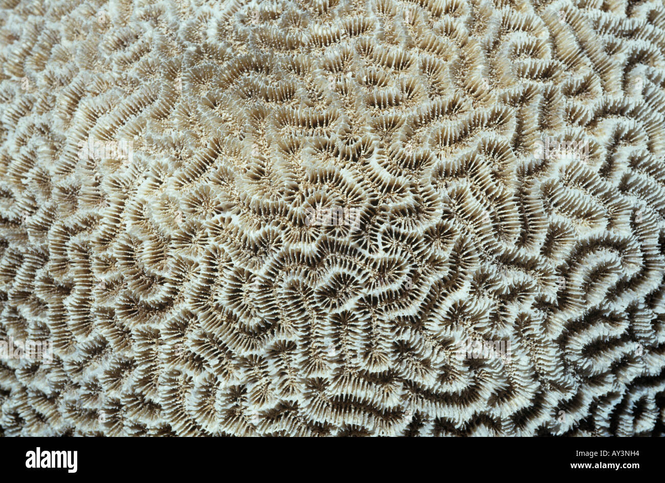 Platygyra daedalea brain coral Stock Photo
