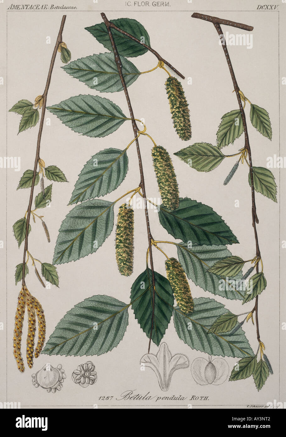 Betula verrucosa silver birch Stock Photo