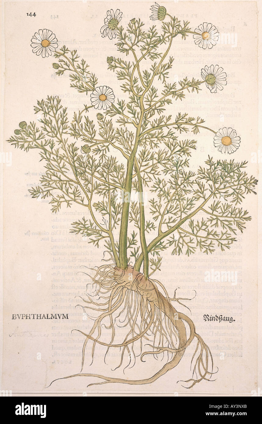 Anthemis cotula mayweed chamomile Stock Photo