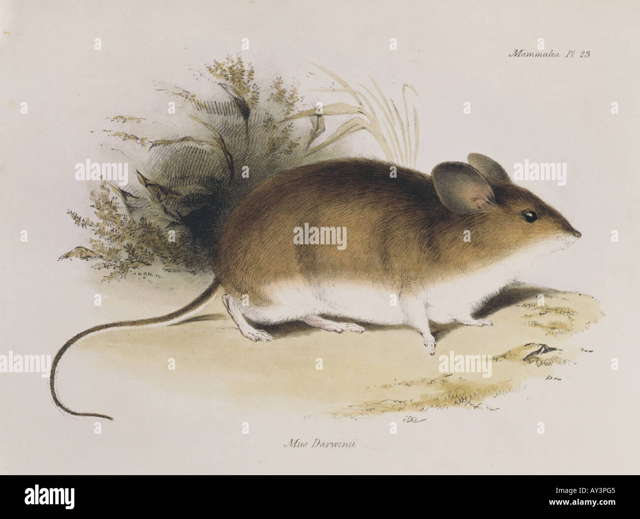 Mus darwinii Darwin's mouse Stock Photo