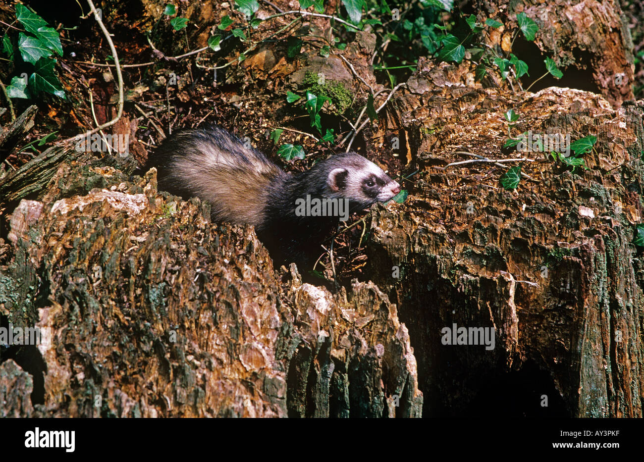 Polecat Ferret,  UK Stock Photo