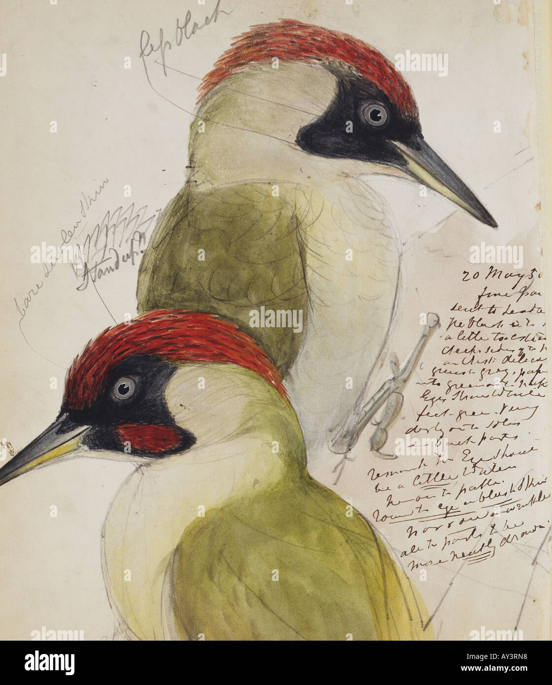 Picus viridus green woodpecker Stock Photo - Alamy