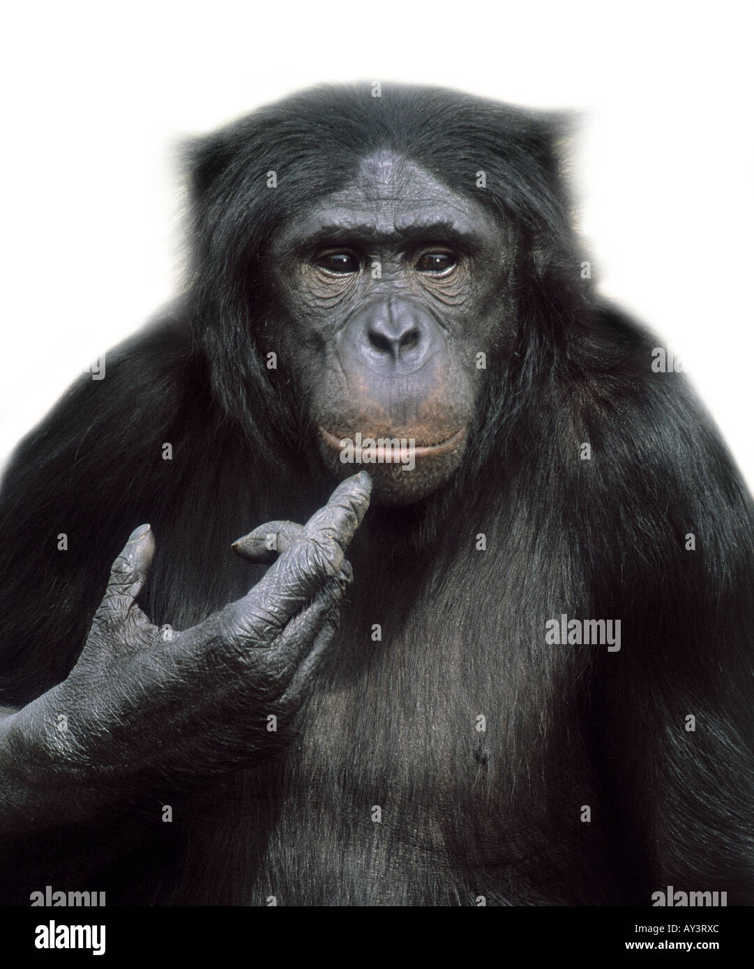 Pan paniscus pygmy chimpanzee Stock Photo