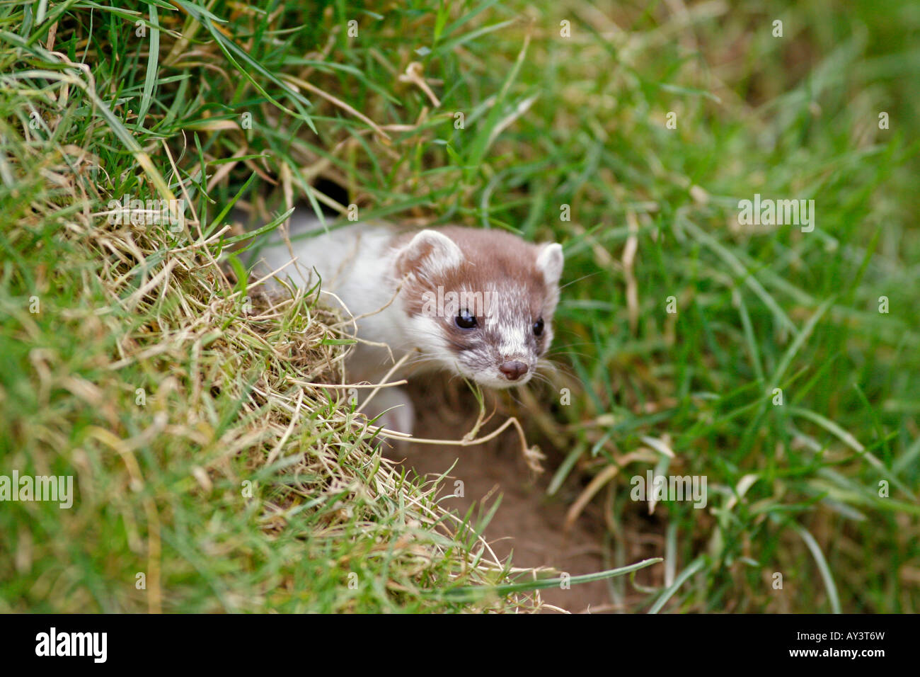 White stoat uk hires stock photography and images Alamy