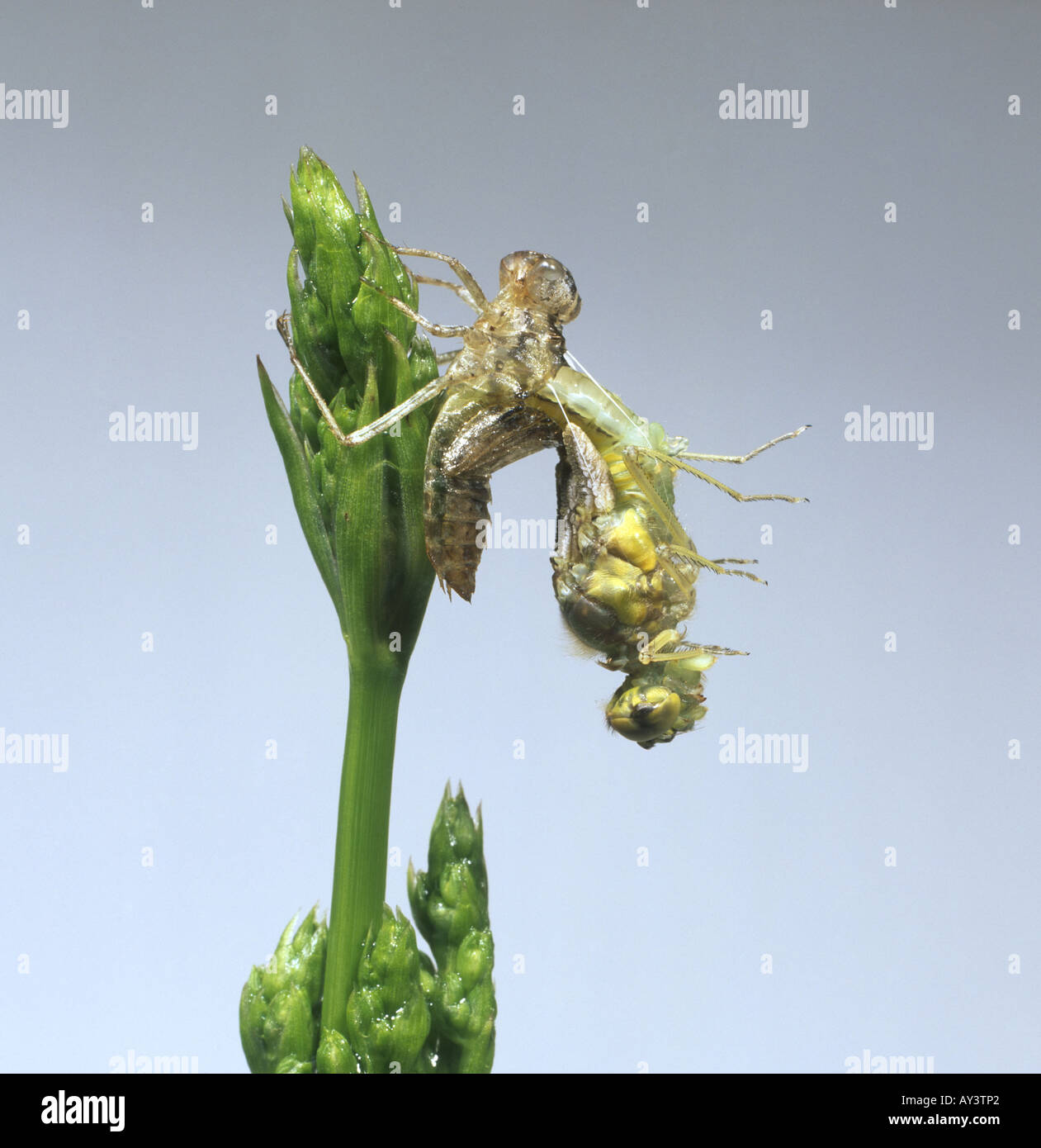 Sympetrum striolatum common darter dragonfly Stock Photo