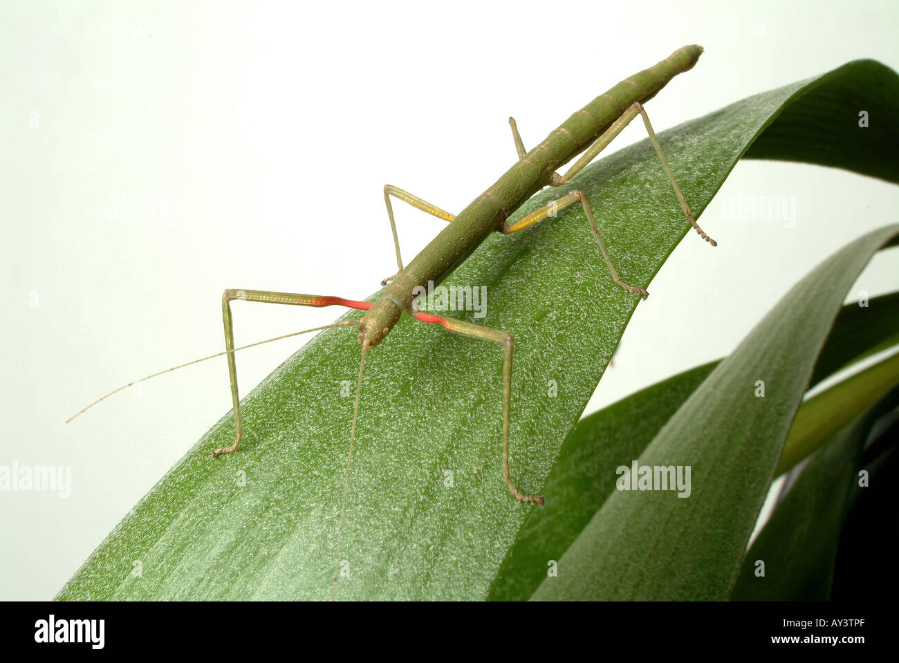Carausius morosus Indian stick insect Stock Photo