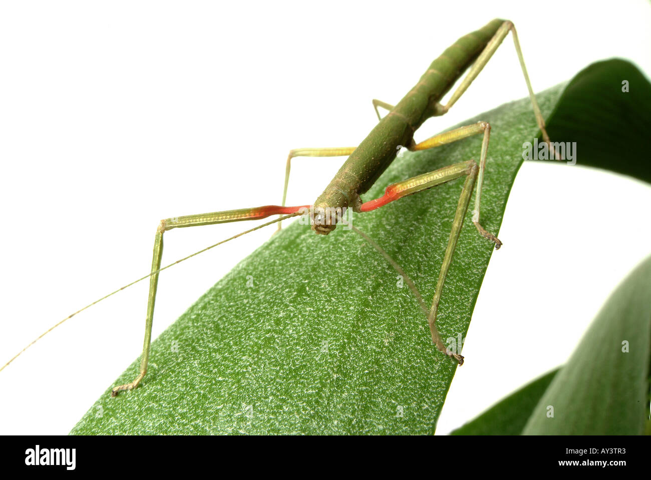 Carausius morosus Indian stick insect Stock Photo