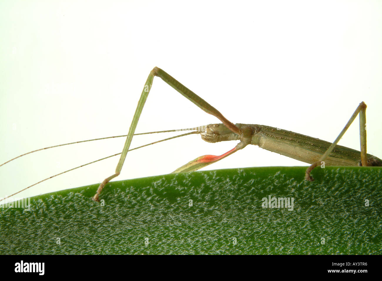 Carausius morosus Indian stick insect Stock Photo