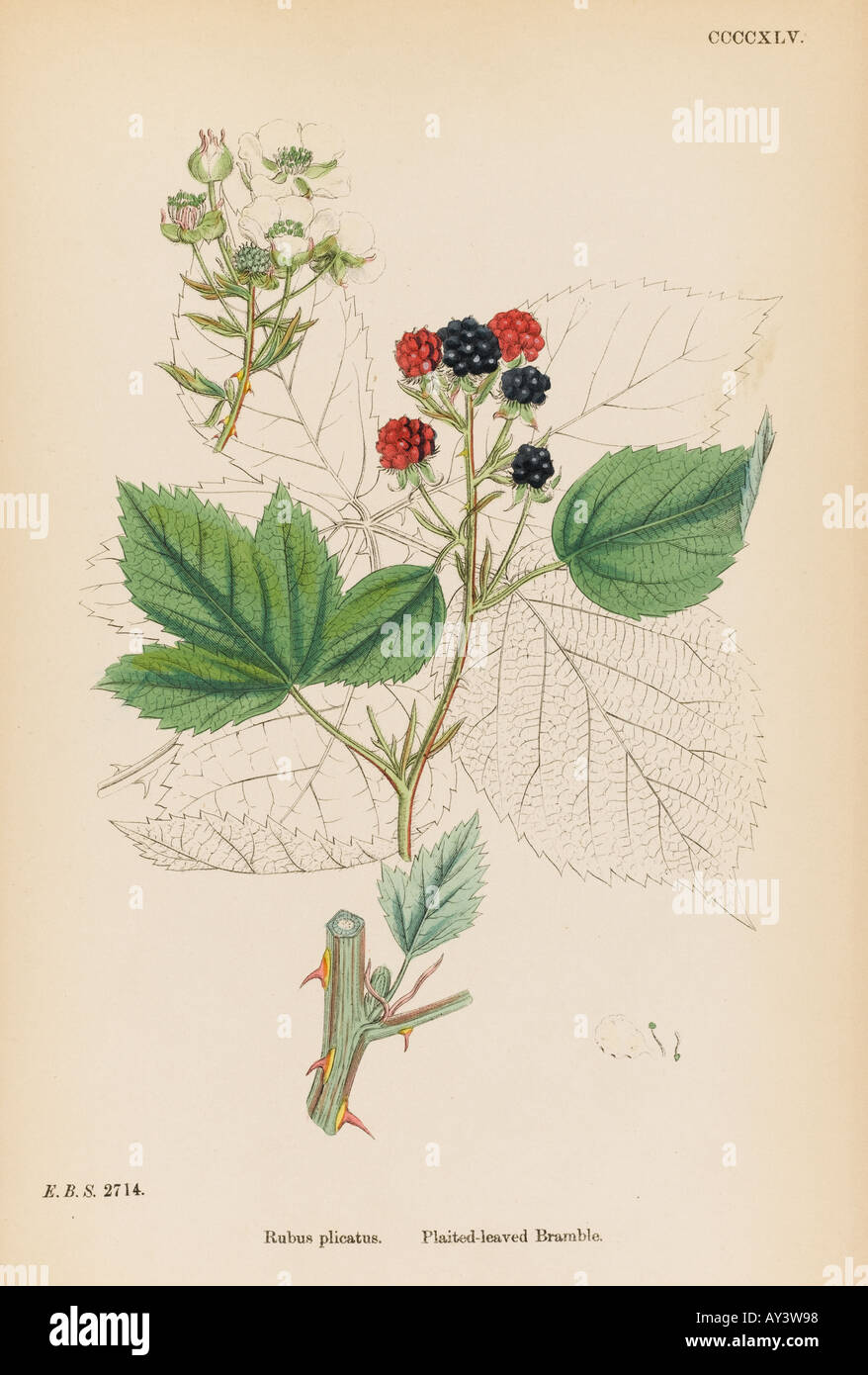 Plants Rubus Plicatus Stock Photo