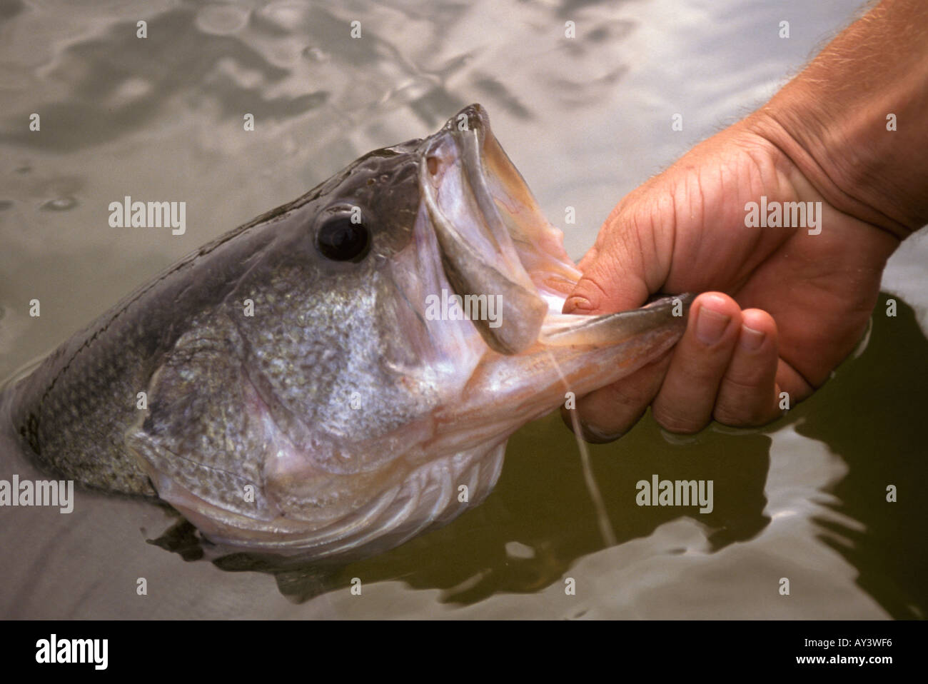 Fishing North America largemouth bass angler holds lip by huge mouth lower lip Stock Photo