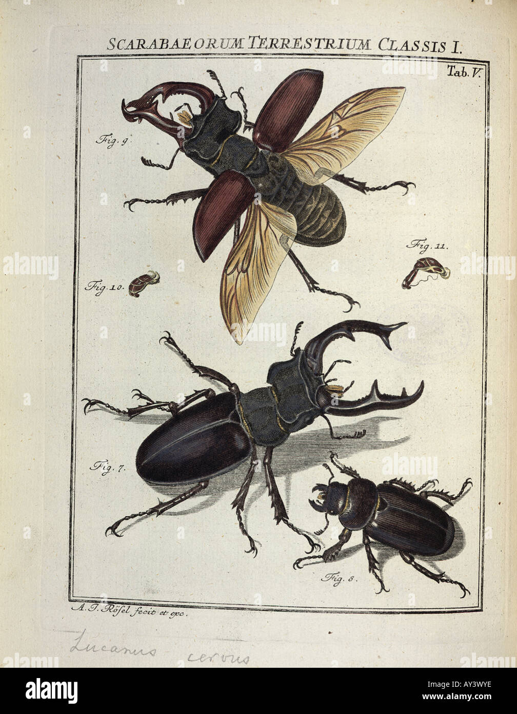 Lucanus cervus illustration hi-res stock photography and