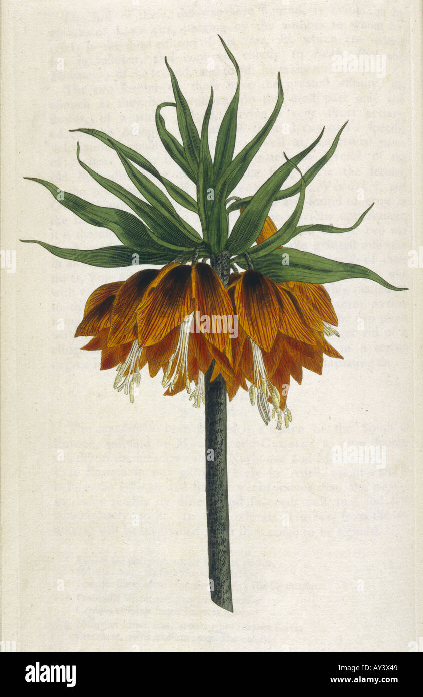 Fritillaria Imperialis Stock Photo