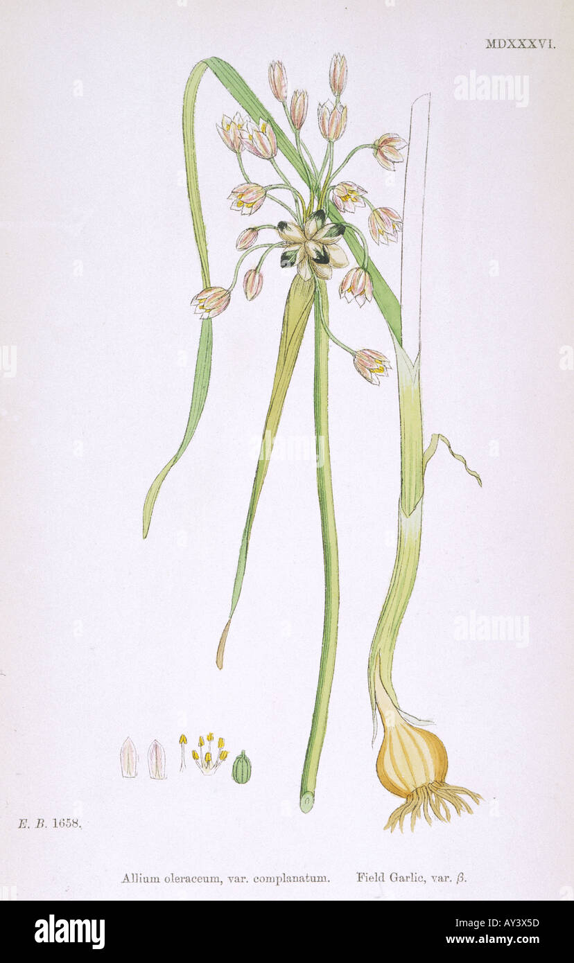 Plants Allium Oleraceum Stock Photo