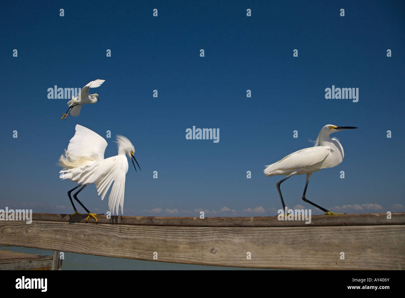 Snowy Egrets Egretta thula Stock Photo - Alamy