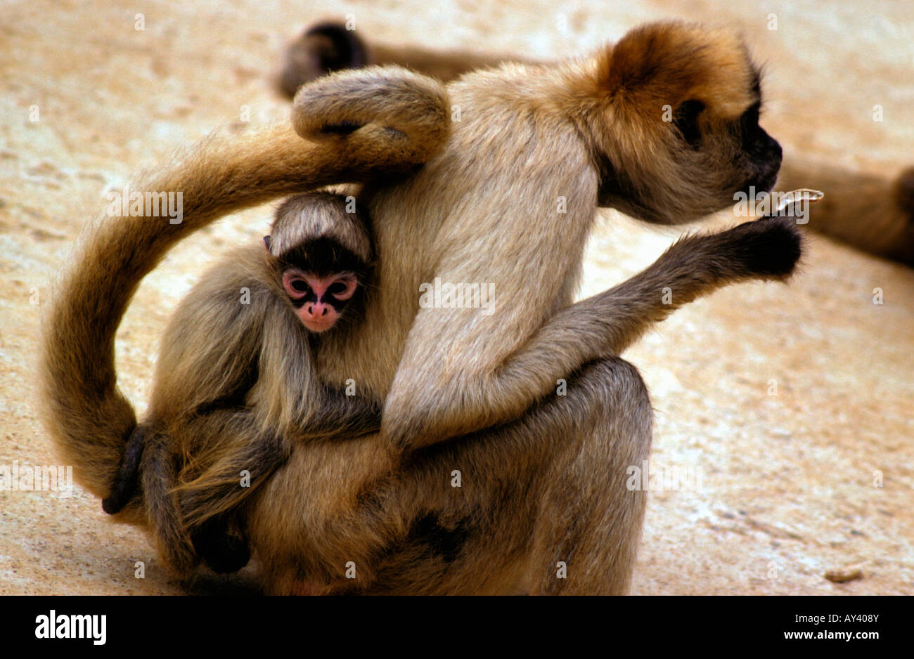 ATELE DE GEOFFROY ATELE A MAINS NOIRES ATELES GEOFFROYI GEOFFROY S SPIDER MONKEY BLACK HANDED SPIDER MONKEY ZWARTHANDSLINGERAAP Stock Photo